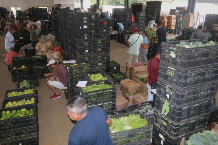 Chuvas prejudicam cultivo e afetam mais de cem produtores rurais em Juiz de Fora 2 ceasa felipe couri 1