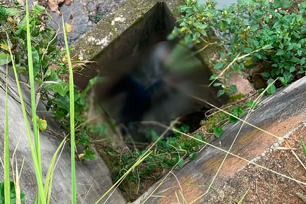 corpo corrego sao pedro foto bombeiros