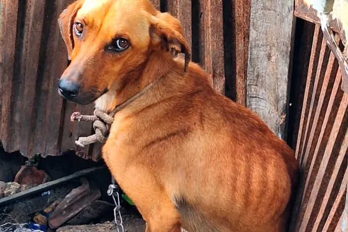 Homem é preso por maus-tratos a 3 cães em Santo Antônio do Aventureiro