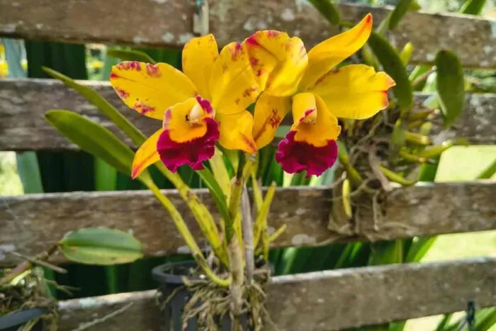 BIOSFERA ORQUIDARIO JARDIM BOTANICO DA UFJF