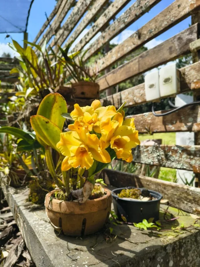I BIOSFERA ORQUIDARIO JARDIM BOTANICO DA UFJF
