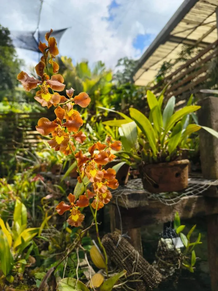 III BIOSFERA ORQUIDARIO JARDIM BOTANICO DA UFJF