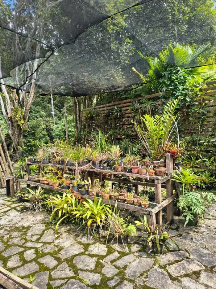 IV BIOSFERA ORQUIDARIO JARDIM BOTANICO DA UFJF
