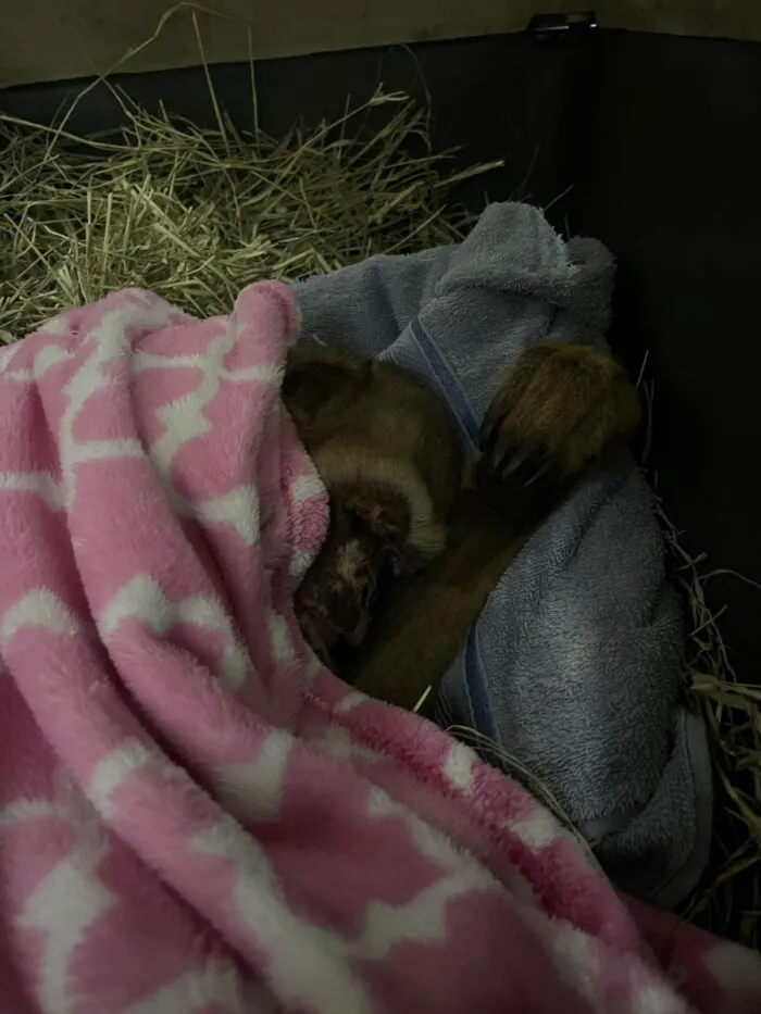 Transferência inédita de muriquis-do-norte, maior primata das Américas, busca preservação da espécie em Minas 2 muriquis