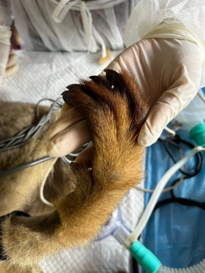 Transferência inédita de muriquis-do-norte, maior primata das Américas, busca preservação da espécie em Minas 3 muriquis arquivo MIBIEFIBAMAIBITI PROJETO