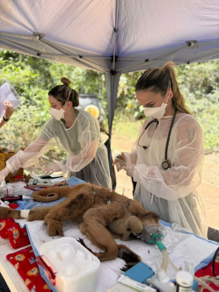 Transferência inédita de muriquis-do-norte, maior primata das Américas, busca preservação da espécie em Minas 1 muriquis do norte arquivo MIBIEFIBAMAIBITI PROJETO