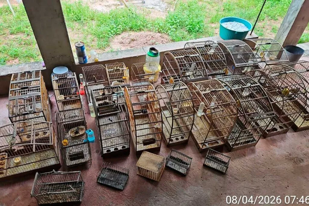 38 pássaros que seriam traficados para São Paulo e Rio de Janeiro são resgatados