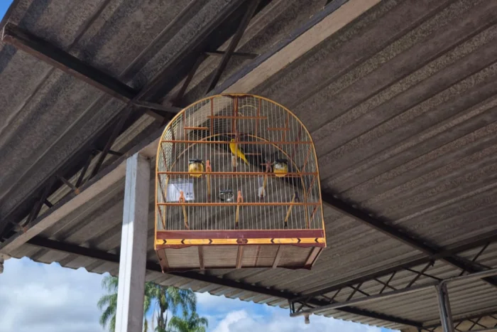passaros em cativeiro