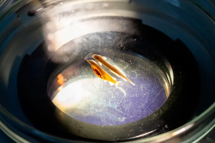 candiru peixe vampiro foto ufv divulgacao2