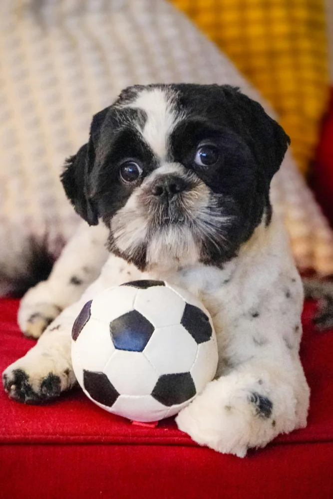 nomes selecao cachorro