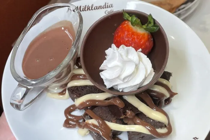 pé de cacau chocolate