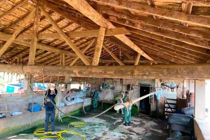Operação contra abate clandestino resgata 195 suínos no Campo das Vertentes 1 Operação contra abate clandestino resgata 195 suínos no Campo das Vertentes
