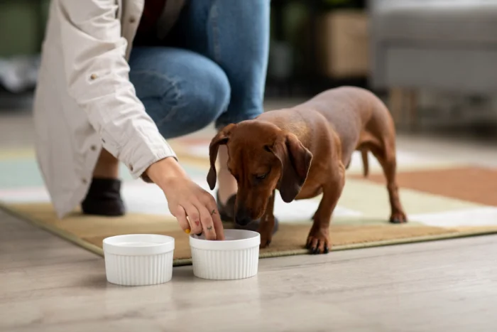 Oito sinais que ajudam a identificar como está a saúde do cachorro 1 cachorro comendo