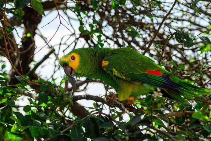Pesquisa em Juiz de Fora aumenta chances de papagaios resgatados do tráfico sobreviverem na natureza 1 papagaios