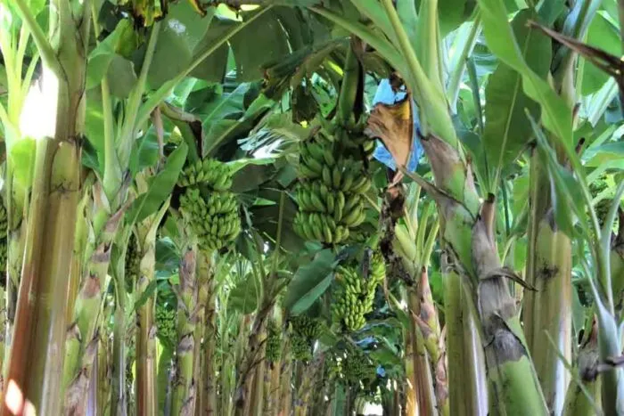 fruticultura 