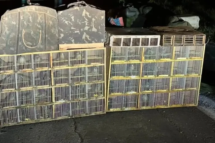 Dupla é presa com 37 trinca-ferros e pode ser multada em até R$ 450 mil na Zona da Mata 1 Dupla é presa com 37 trinca-ferros e pode ser multada em até R$ 450 mil na Zona da Mata